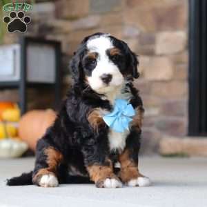 Ben, Mini Bernedoodle Puppy