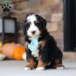 Ben, Mini Bernedoodle Puppy