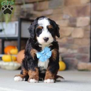 Ben, Mini Bernedoodle Puppy