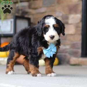 Ben, Mini Bernedoodle Puppy