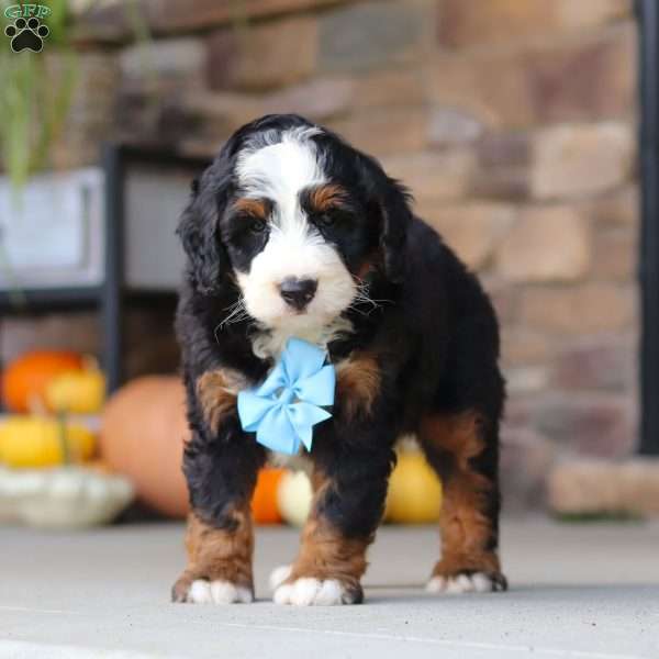 Ben, Mini Bernedoodle Puppy