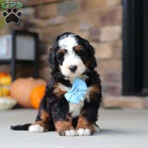 Ben, Mini Bernedoodle Puppy