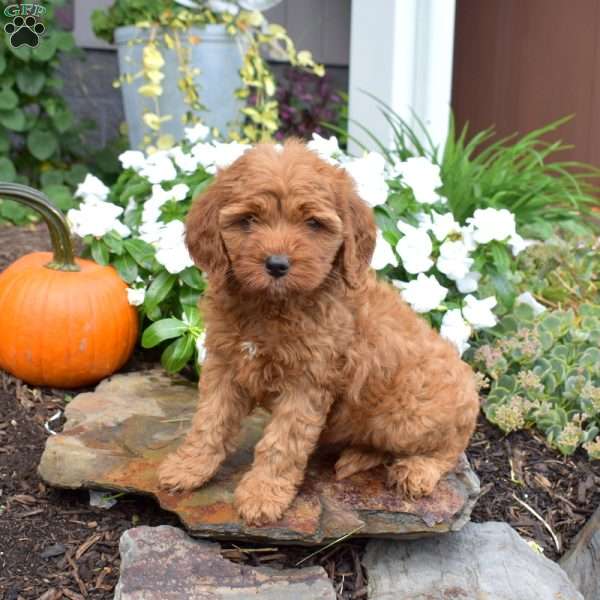 Benji, Cavapoo Puppy
