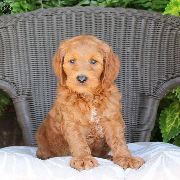 Benji, Mini Goldendoodle Puppy
