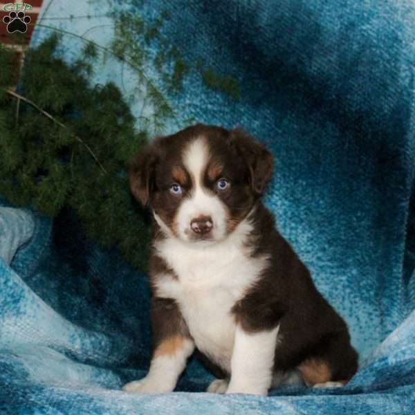 Benji, Miniature Australian Shepherd Puppy