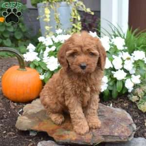 Benji, Cavapoo Puppy