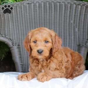 Benji, Mini Goldendoodle Puppy