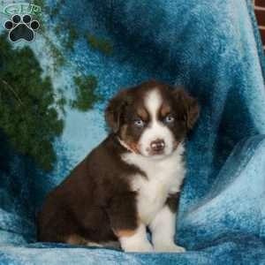 Benji, Miniature Australian Shepherd Puppy