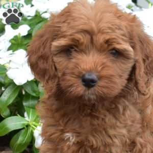 Benji, Cavapoo Puppy