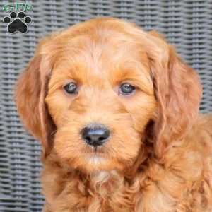 Benji, Mini Goldendoodle Puppy