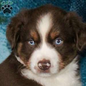 Benji, Miniature Australian Shepherd Puppy
