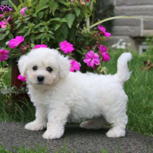 Benji, Bichon Frise Puppy