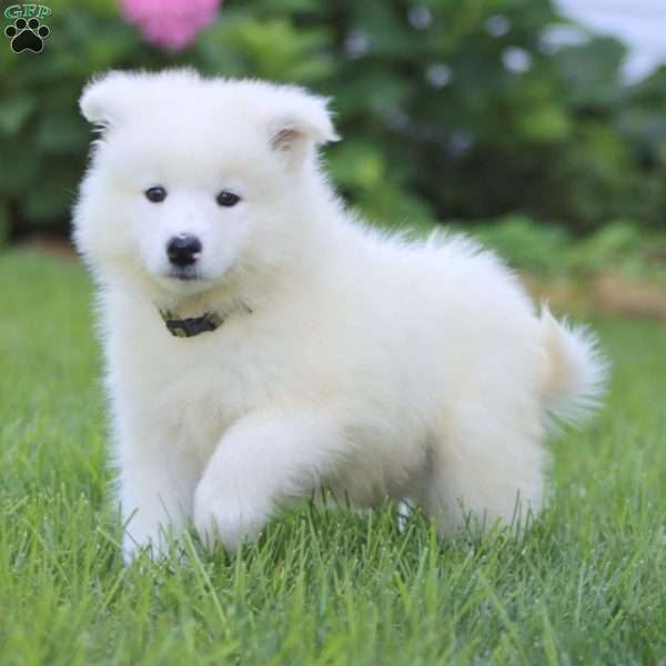 Benji, Samoyed Puppy