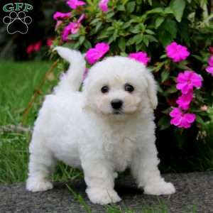 Benji, Bichon Frise Puppy