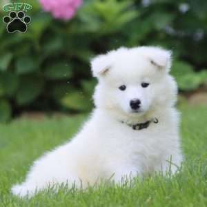 Benji, Samoyed Puppy