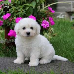 Benji, Bichon Frise Puppy