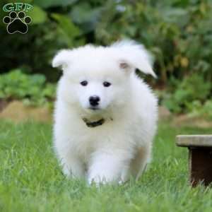 Benji, Samoyed Puppy