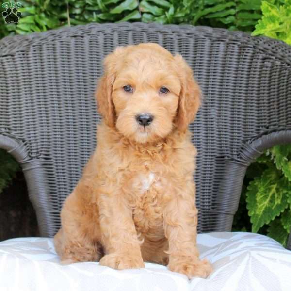 Bennet, Mini Goldendoodle Puppy