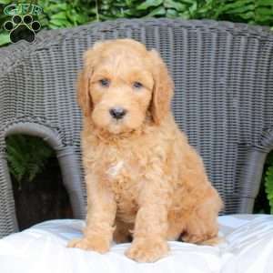 Bennet, Mini Goldendoodle Puppy
