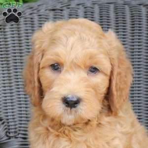 Bennet, Mini Goldendoodle Puppy