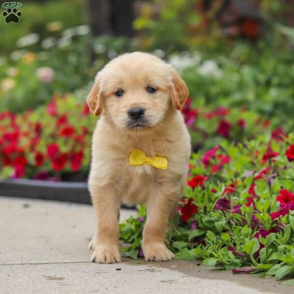 Benny, English Cream Golden Retriever Puppy