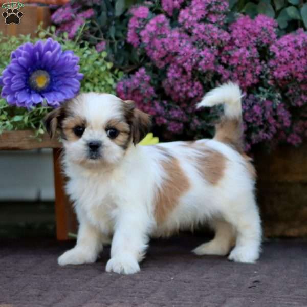 Benny, Shih Tzu Mix Puppy