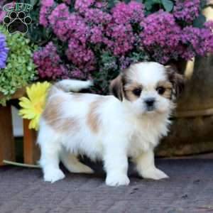 Benny, Shih Tzu Mix Puppy