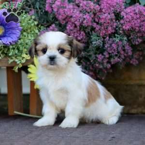 Benny, Shih Tzu Mix Puppy