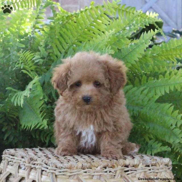 Bentley, Bich-Poo