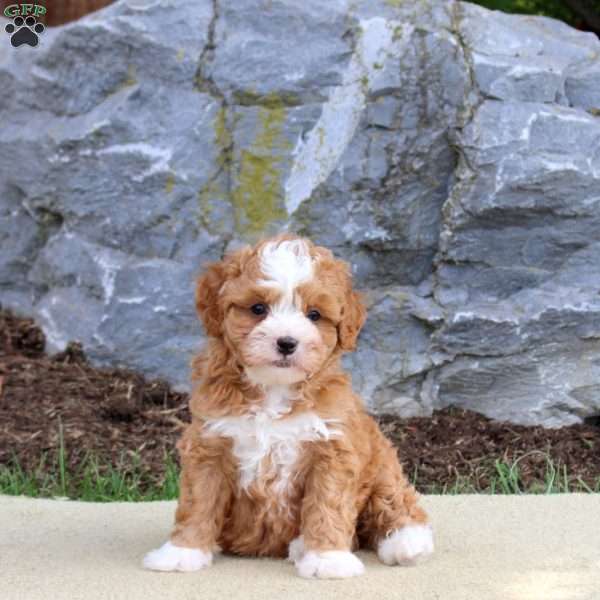 Bentley, Mini Bernedoodle Puppy