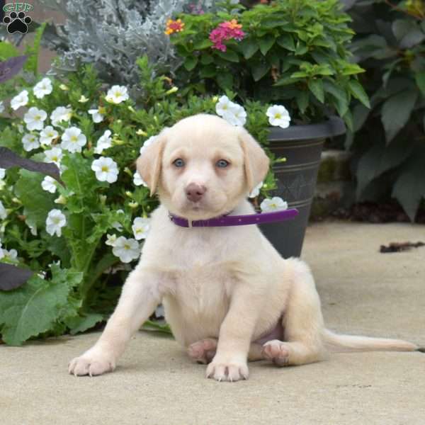 Bentley, Yellow Labrador Retriever Puppy
