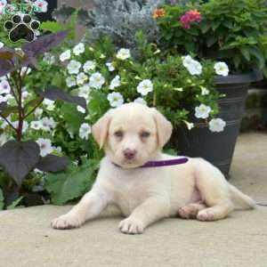 Bentley, Yellow Labrador Retriever Puppy