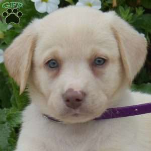 Bentley, Yellow Labrador Retriever Puppy