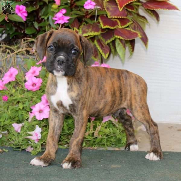 Bentley, Boxer Puppy