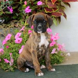 Bentley, Boxer Puppy