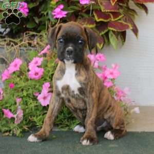 Bentley, Boxer Puppy