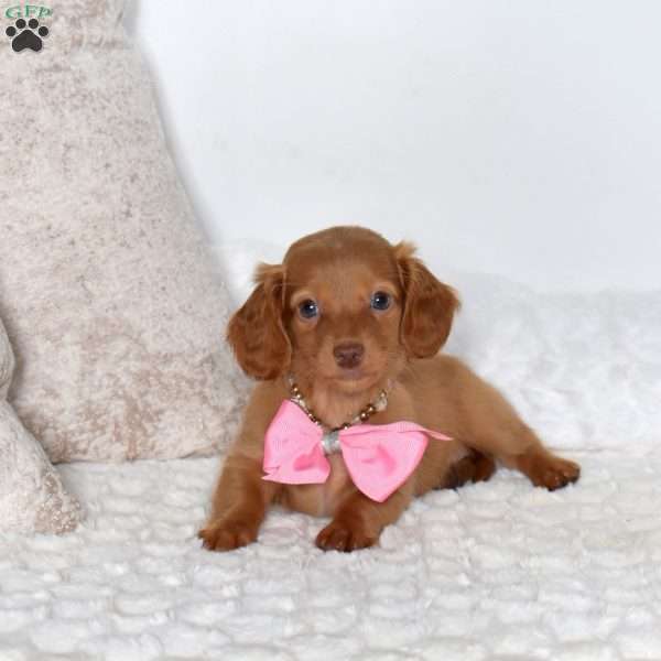 Berry-Mini, Dachshund Puppy