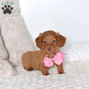 Berry-Mini, Dachshund Puppy
