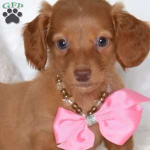 Berry-Mini, Dachshund Puppy