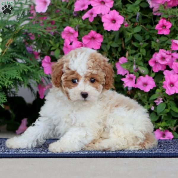 Betsy, Miniature Poodle Puppy