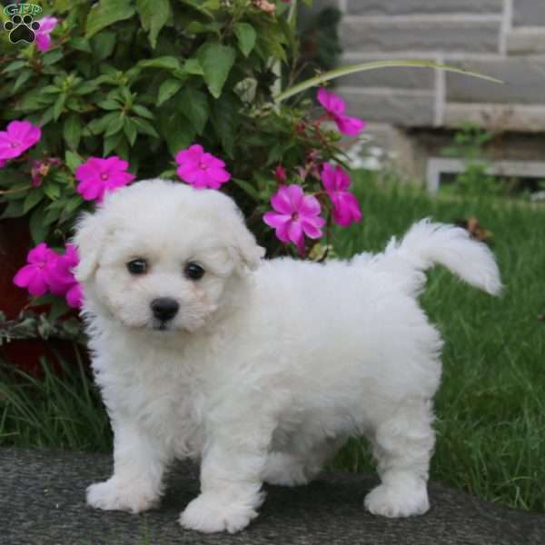 Betsy, Bichon Frise Puppy