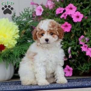 Betsy, Miniature Poodle Puppy