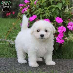 Betsy, Bichon Frise Puppy