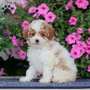 Betsy, Miniature Poodle Puppy
