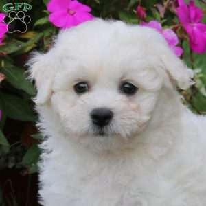 Betsy, Bichon Frise Puppy