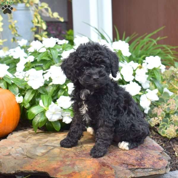 Betty, Cavapoo Puppy