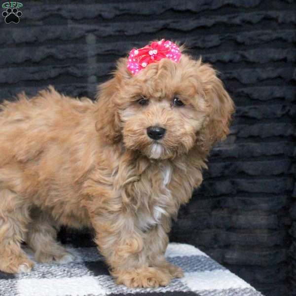 Betty, Cavapoo Puppy