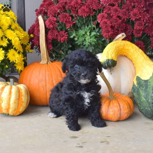 Betty, Yorkie Poo Puppy