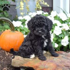 Betty, Cavapoo Puppy