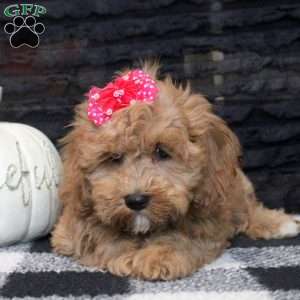 Betty, Cavapoo Puppy